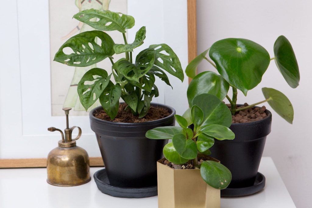 Feng Shui Lucky Plants