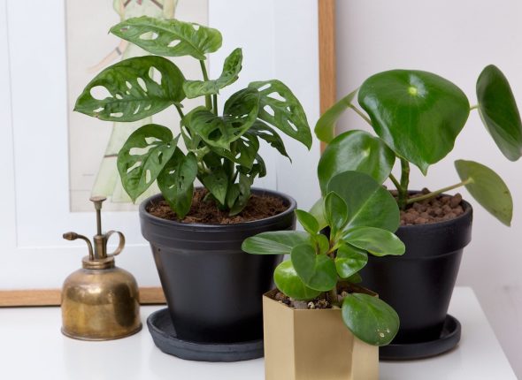 Feng Shui Lucky Plants