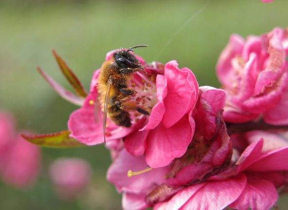 Peach Blossoms